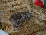 Dorkathon 4 - Cats - 2.jpg